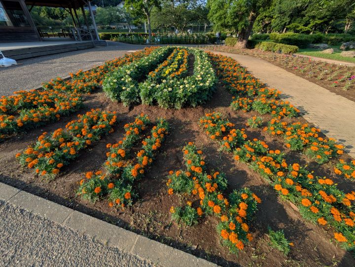 袖ケ浦公園の綺麗に並べて植えられているマリーゴールド