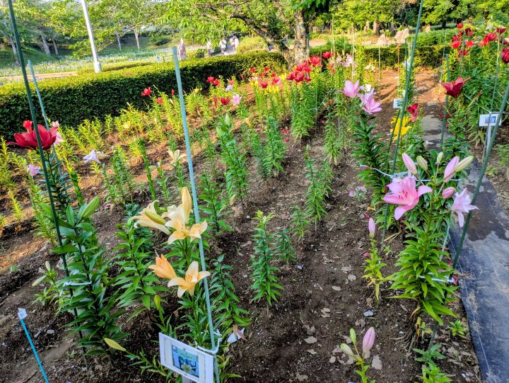 袖ケ浦公園の様々な色のユリ