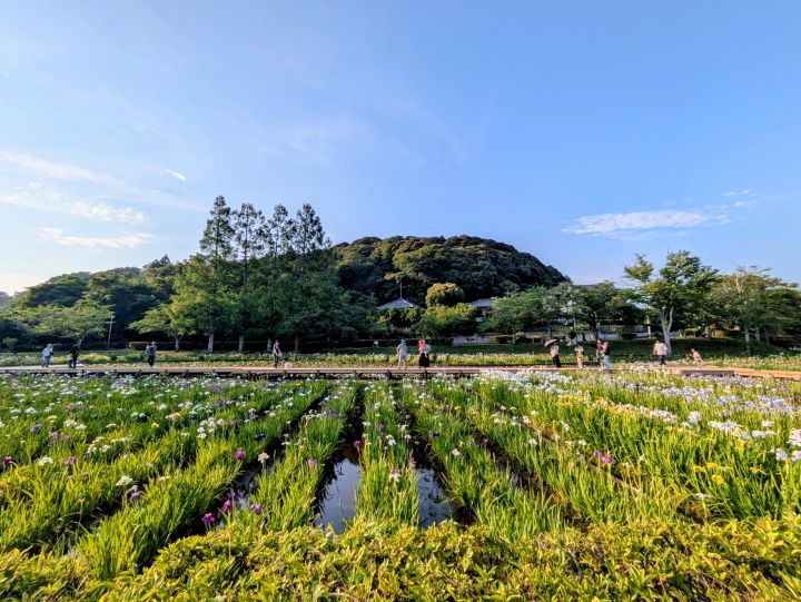 袖ケ浦公園の花菖蒲