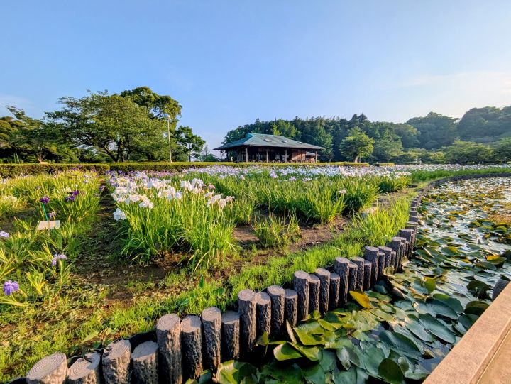 袖ケ浦公園の花菖蒲