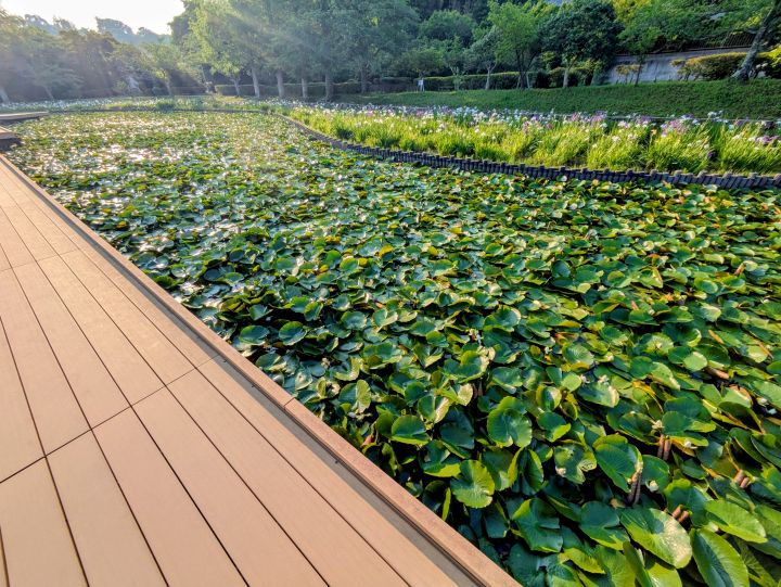 袖ケ浦公園のスイレンのエリア