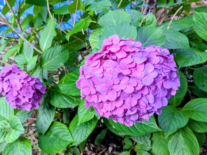 紫の紫陽花