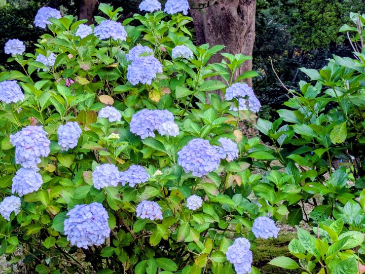 水色の紫陽花