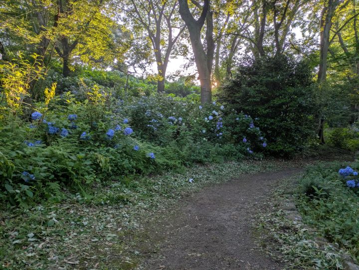 袖ケ浦公園の展望台への道中に咲いている紫陽花