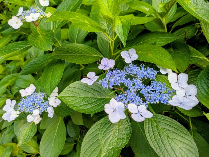 かわいい紫陽花