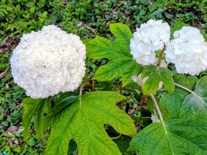 白い紫陽花