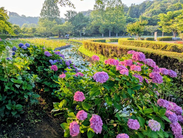 袖ケ浦公園の紫陽花とスイレン、花菖蒲が一度に眺められる圧巻の光景