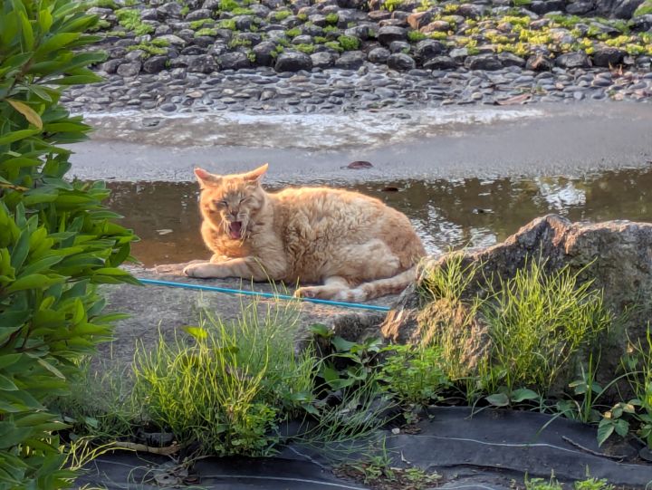 あくびをしている野良猫